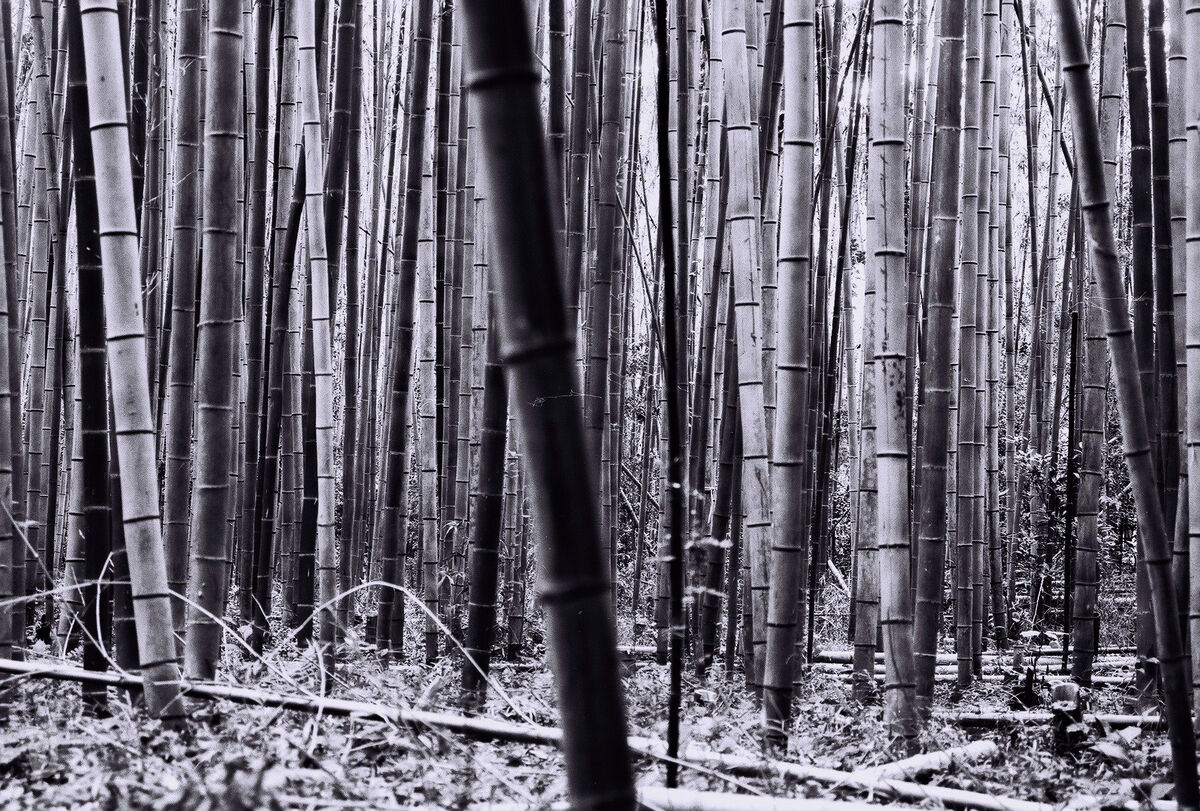 Anarøgue Japan